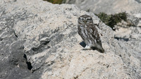 Little Owl