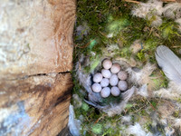 Blue Tit, Thornbury, May, 2023