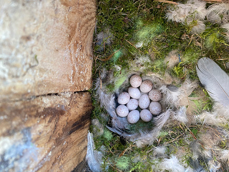 Blue Tit, Thornbury, May, 2023