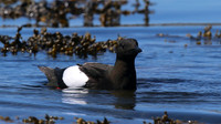 Black Guillemot