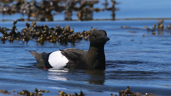 Black Guillemot, Oban, June 2016.