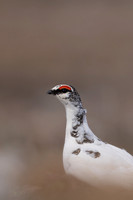 Ptarmigan, Batsjford, Norway, June 2023.