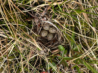 Temmincks Stint, Skallelv Neset, Norway, June 2023 (set 1)