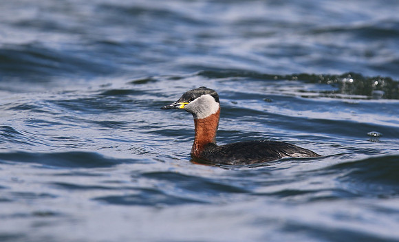 Red-necked Grebe, Farmoor Reservoir, March  2016