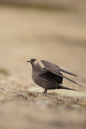 Arctic Skua,Snæfellsnes peninsula, Iceland, June 2022