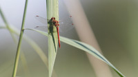 Ruddy Darter, Shapwick 2014.