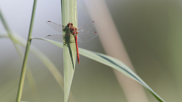 Ruddy Darter, Shapwick 2014.