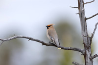Waxwing, Svanvik, June 2023