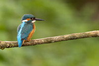 Kingfisher, Rockhampton, April 2024