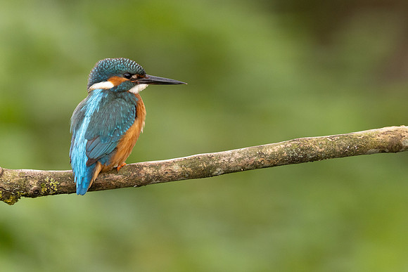 Kingfisher, Rockhampton, April 2024
