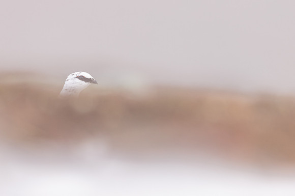 Ptarmigan, Cairngorms, February 2024