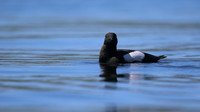 Black Guillemot, Oban, June 2016