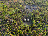 Arctic Skua, Komagvaerstranda Naturreservat Norway, June 2023