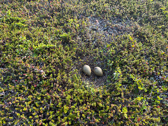 Arctic Skua, Komagvaerstranda Naturreservat Norway, June 2023