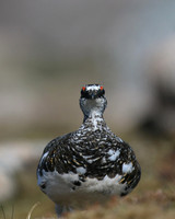 Ptarmigan, Cairngorm, June 2016