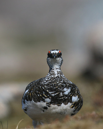 Ptarmigan, Cairngorm, June 2016