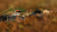 Ptarmigan, Cairngorm, June 2016