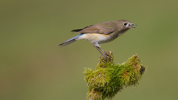 Red flanked Bluetail, Marshfield 2014