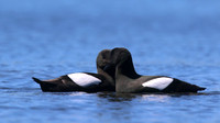 Black Guillemot, Oban, June 2016