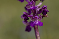 Early Purple Orchid, Selsey Common, May 2025
