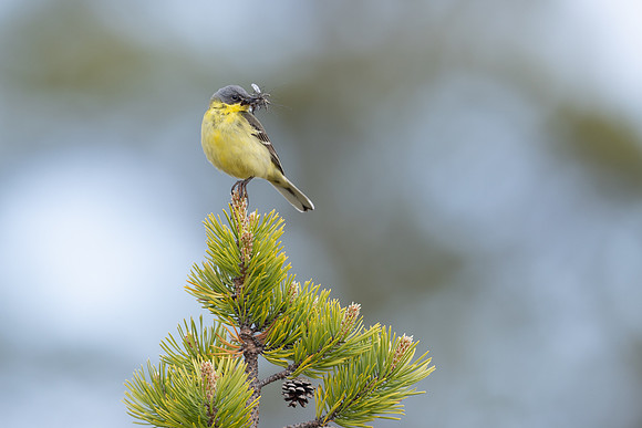 Grey-headed Wagtail, Svanvik, June 2023.