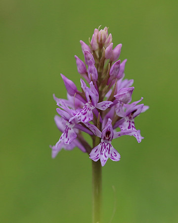 Common Spotted Orchid, Daneway Banks, June 2016