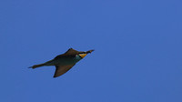 Bee Eater, Larnaca, April 2016