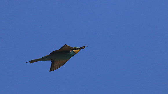 Bee Eater, Larnaca, April 2016