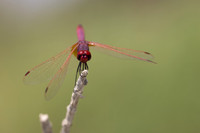 Violet Dropwing, Cape Greco, Cyprus, July 2024