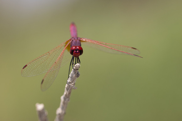 Violet Dropwing, Cape Greco, Cyprus, July 2024