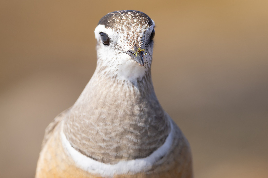 Dotterel, Batsjford, Norway, June 2023