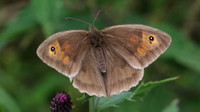 Meadow Brown, Tockington, July 2016