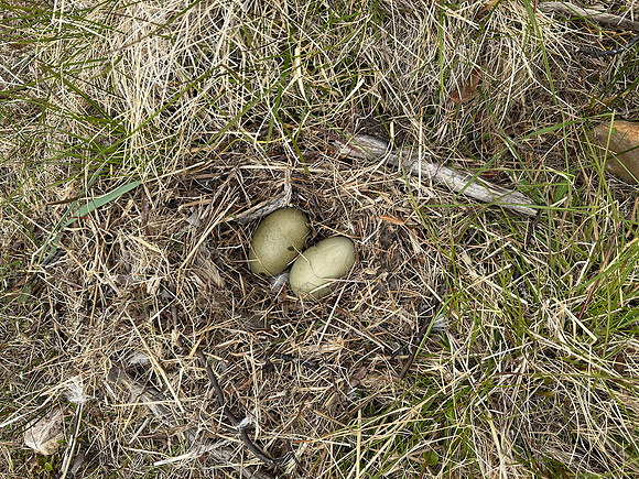 Eider Duck, Skallelv Neset, Norway, June 2023