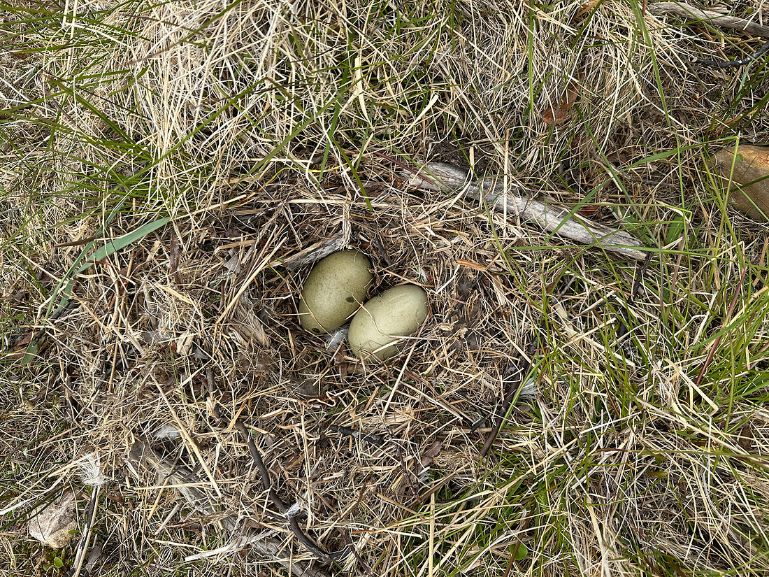 Eider Duck, Skallelv Neset, Norway, June 2023