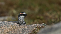 Ptarmigan, Cairngorm, June 2016
