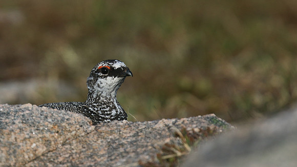 Ptarmigan, Cairngorm, June 2016