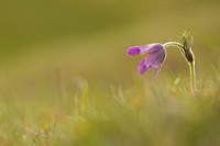 Pasque Flower, Cirencester, April 2020