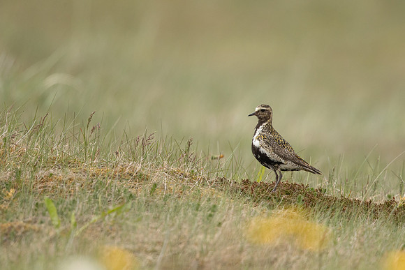 Golden Plover, Eyrarbakki, Iceland, June 2022