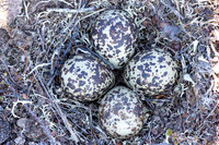 Northern Golden Plover