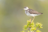 Wood Sandpiper, Svanvik, June 2023
