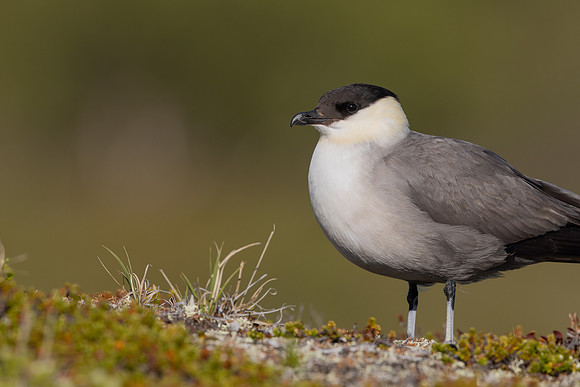 Long-tailed Skua, Mount Aliigas, Finland, June 2023