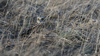 Short-eared Owl, Hawling, January 2015
