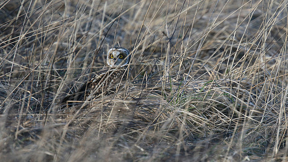 Short-eared Owl, Hawling, January 2015