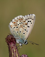Chalkhill Blue, Breakheart Quarry, August 2016
