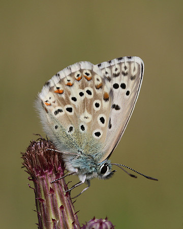 Chalkhill Blue, Breakheart Quarry, August 2016