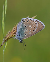 Large Blue, Collard Hill, June 2016