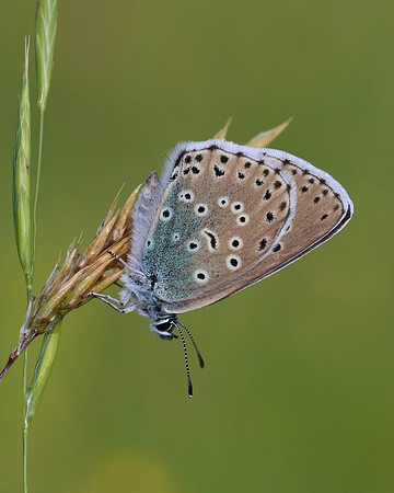 Large Blue, Collard Hill, June 2016