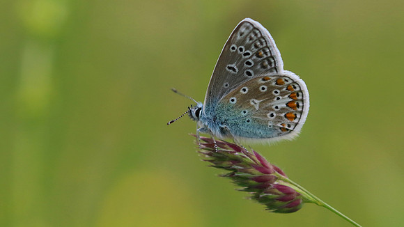 Common Blue, Daneway Banks, June 2016