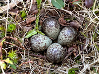 Temminck Stint, Batsjford,​ Norway, June 2023 (set 4)