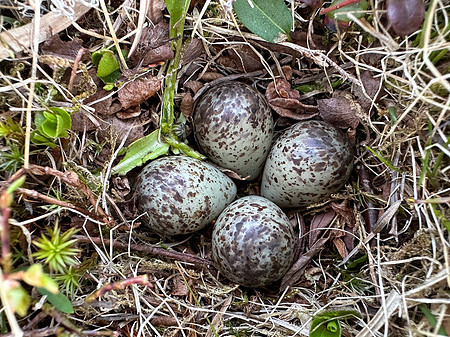 Temminck Stint, Batsjford,​ Norway, June 2023 (set 4)
